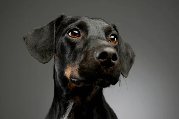 Portrait Beautiful Mixed Breed Dog Shiny Fur Looking Curiously — Φωτογραφία Αρχείου