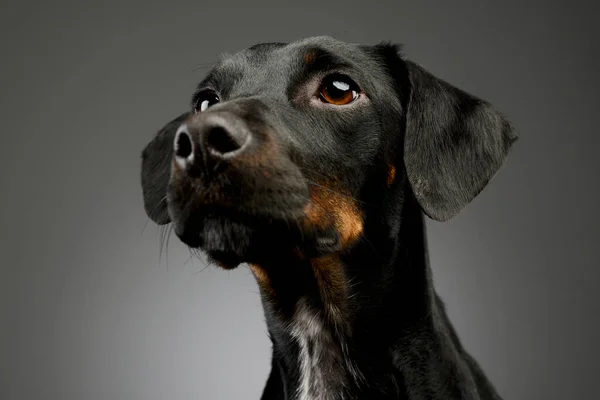 Portrait Beautiful Mixed Breed Dog Shiny Fur Looking Curiously — Stock fotografie