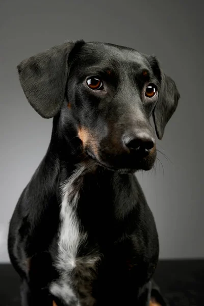 Retrato Hermoso Perro Raza Mixta Con Piel Brillante Mirando Curiosamente — Foto de Stock