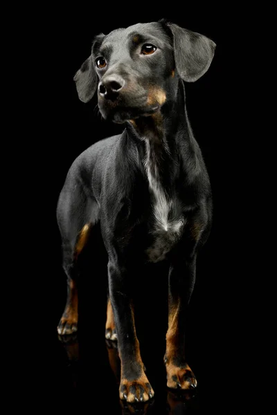 Studio Shot Beautiful Mixed Breed Dog Standing Looking Curiously — Foto de Stock