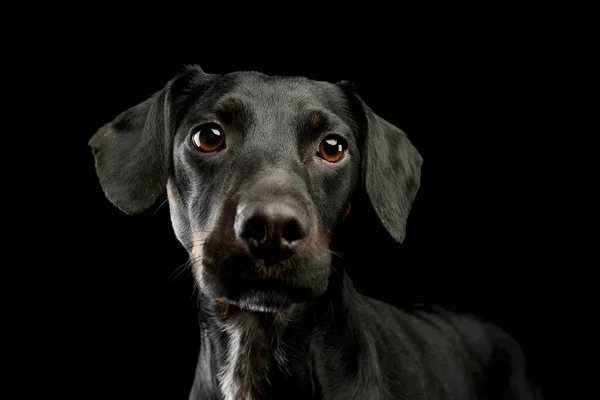 Portræt Smuk Blandet Race Hund Med Skinnende Pels Ser Nysgerrigt - Stock-foto