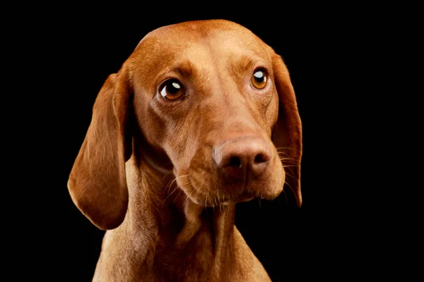 Retrato Adorável Magyar Vizsla Olhando Curiosamente Sobre Fundo Preto — Fotografia de Stock