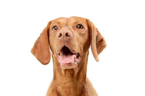 Retrato Una Adorable Vizsla Magiar — Foto de Stock