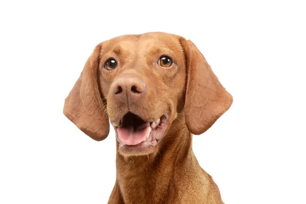 Portrait Adorable Magyar Vizsla — Foto de Stock