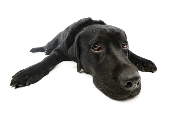 Studio Shot Lovely Labrador Retriever Lying Looking Tired — 图库照片