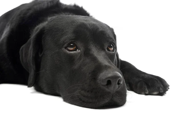 Portrét Krásného Labradora Retrívra Ležícího Unaveného — Stock fotografie