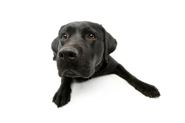 Studio Shot Lovely Labrador Retriever Lying Curiously — Stok fotoğraf