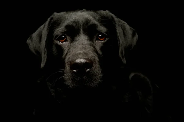 Retrato Encantador Labrador Recuperador Mirando Curiosamente Cámara — Foto de Stock