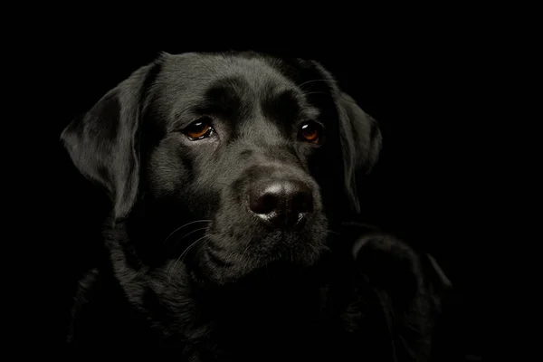 Portrait Lovely Labrador Retriever Looking Curiously Camera — Zdjęcie stockowe