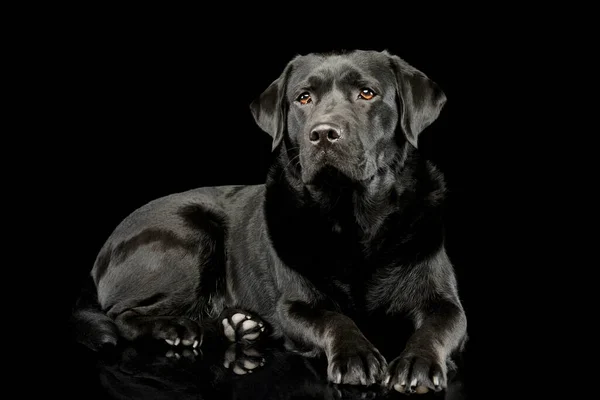 Estudio Inteligente Labrador Recuperador Mintiendo Mirando Curiosamente — Foto de Stock