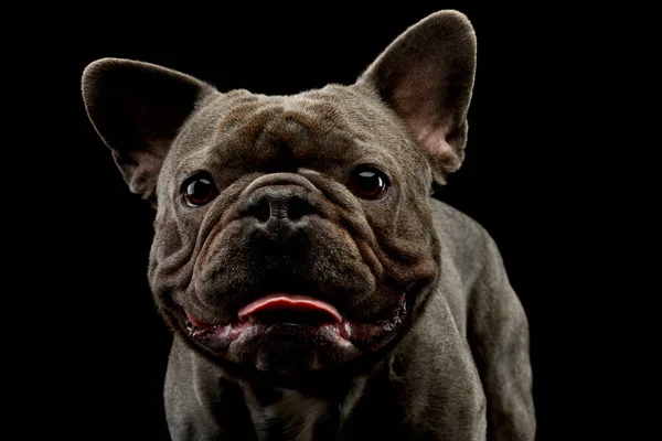 Portrait Adorable French Bulldog Hanging Tongue — Foto de Stock