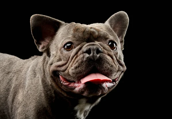 Portrait Adorable French Bulldog Hanging Tongue — Stockfoto