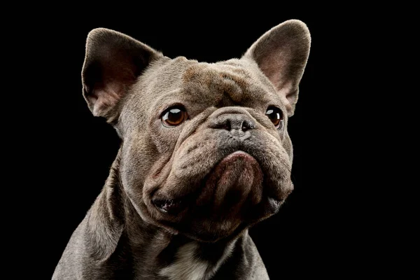 Portrait Adorable French Bulldog Looking Intently — Foto de Stock