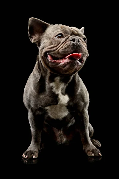 Studio Shot Adorable French Bulldog Sitting Looking Satisfied — Foto de Stock