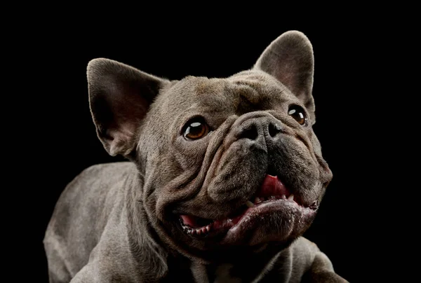 Portrait Adorable French Bulldog Looking Curiously — Stock Photo, Image