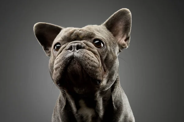 Portrait Adorable French Bulldog Listening Intently — Foto de Stock