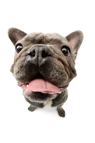 Studio Shot Adorable French Bulldog Sitting Hanging Tongue — Photo
