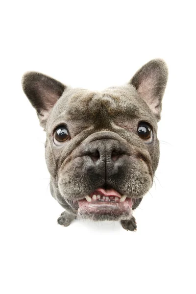 Studio Shot Adorable French Bulldog Sitting Looking Satisfied — Φωτογραφία Αρχείου