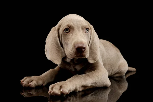 Studio Shot Beautiful Weimaraner Puppy Lying Looking Intently — Stock Photo, Image