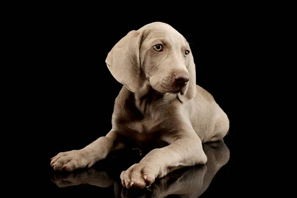 Studio Shot Beautiful Weimaraner Puppy Lying Looking Curiously — Photo