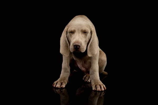 Studio Shot Beautiful Weimaraner Puppy Sitting Closed Eyes - Stock-foto