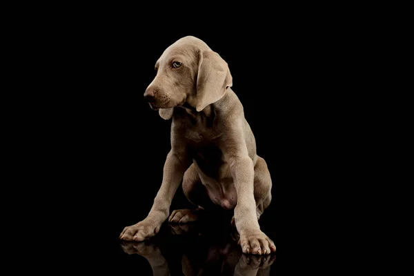 Studio Shot Beautiful Weimaraner Puppy Sitting Looking Curiously - Stock-foto