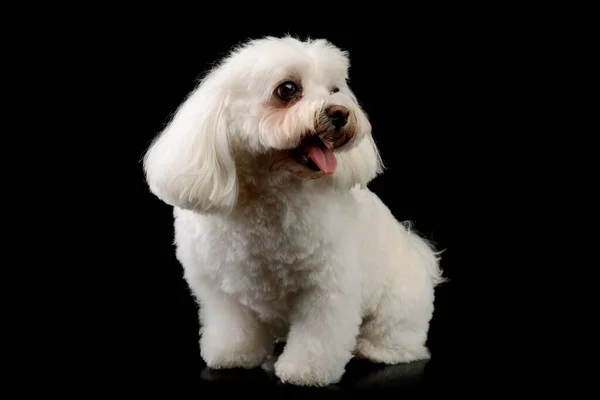 Studio Shot Adorable Shih Tzu Looking Contented Black Background — Fotografia de Stock