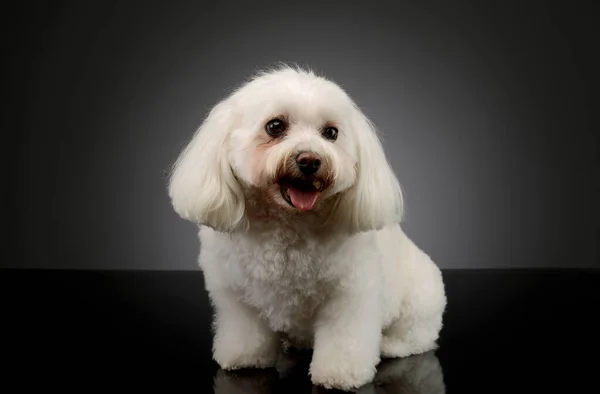 Studio Shot Adorable Shih Tzu Standing Looking Satisfied — Φωτογραφία Αρχείου