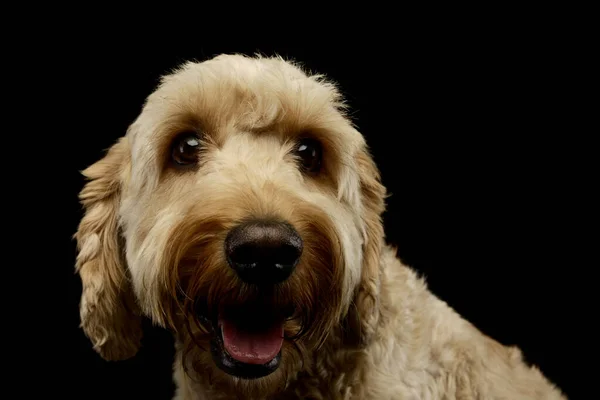 Portrait Lovely Lagotto Looking Satisfied Black Background — Foto de Stock