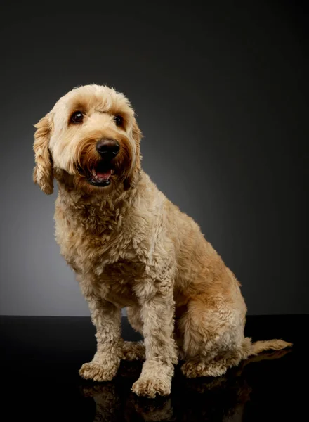 Studio Shot Lovely Lagotto Sitting Looking Satisfied — 图库照片