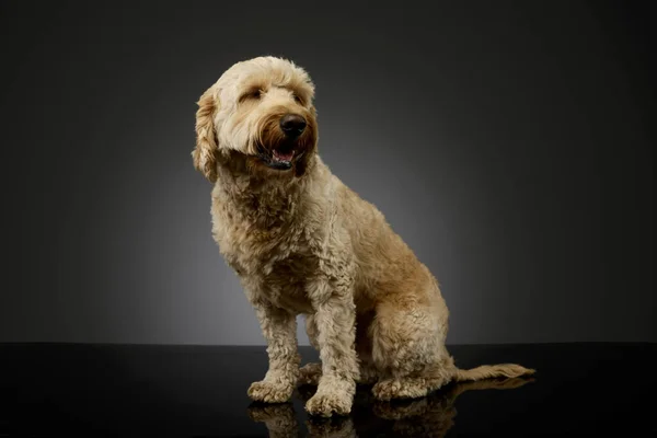 Studio Shot Lovely Lagotto Sitting Looking Satisfied — Φωτογραφία Αρχείου