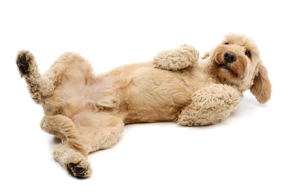 Studio Shot Lovely Lagotto Lying His Back Looking Satisfied — Φωτογραφία Αρχείου