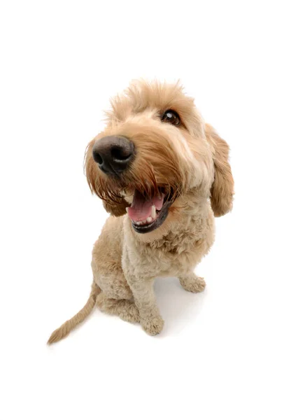 Studio Shot Lovely Lagotto Looking Camrea Smiling Face — Φωτογραφία Αρχείου