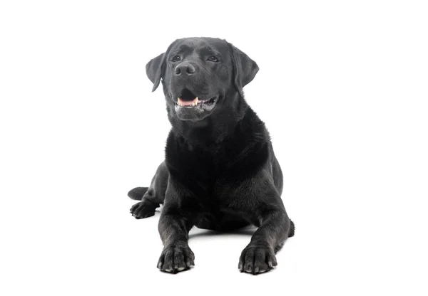 Studio Shot Beautiful Labrador Retriever Lying Looking Satisfied — Φωτογραφία Αρχείου