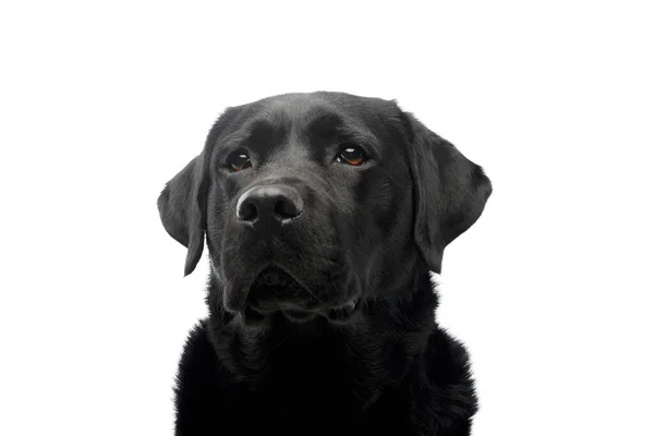 Portrait Beautiful Labrador Retriever Looking Curiously — 图库照片