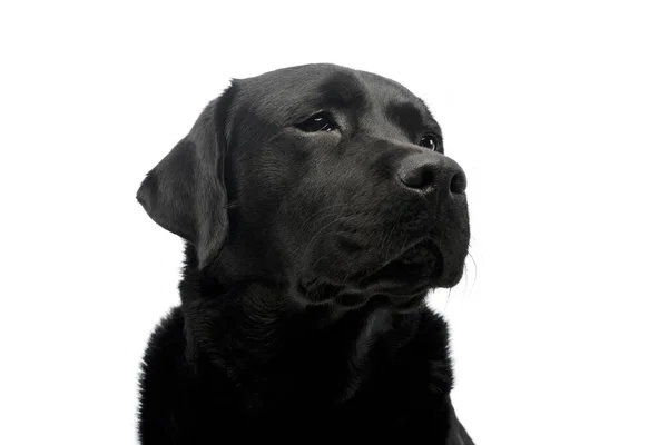 Portrait Beautiful Labrador Retriever Looking Curiously — Stock fotografie