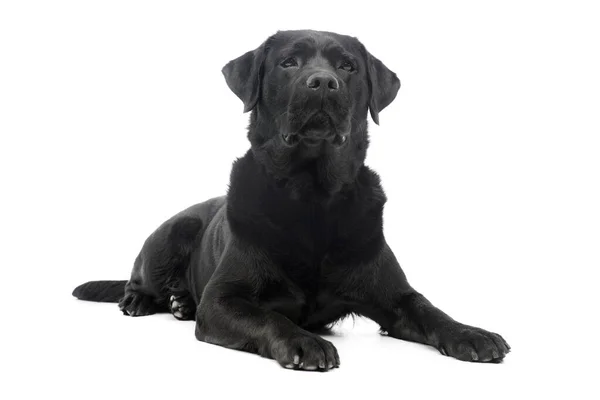 Studio Shot Beautiful Labrador Retriever Lying White Background — Φωτογραφία Αρχείου