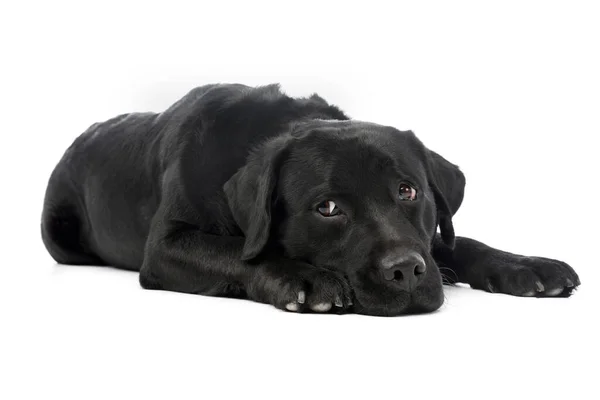 Estudio Hermoso Labrador Recuperador Tumbado Luciendo Agotado — Foto de Stock