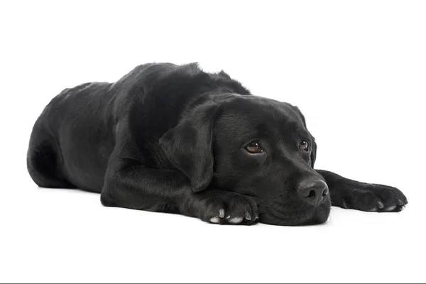 Estudio Hermoso Labrador Recuperador Tumbado Luciendo Agotado — Foto de Stock