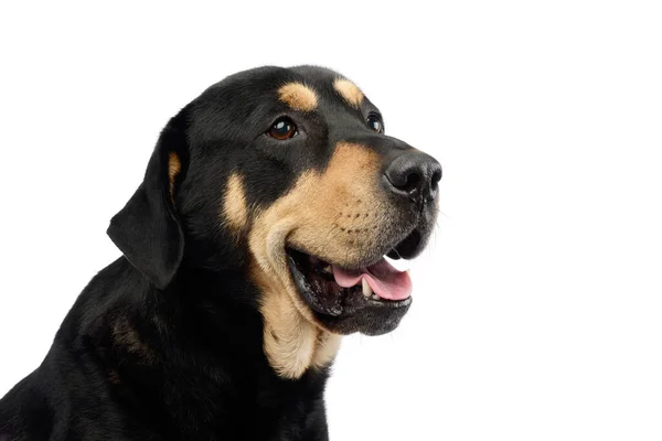 Portrait Adorable Mixed Breed Dog Seems Satisfied — Φωτογραφία Αρχείου