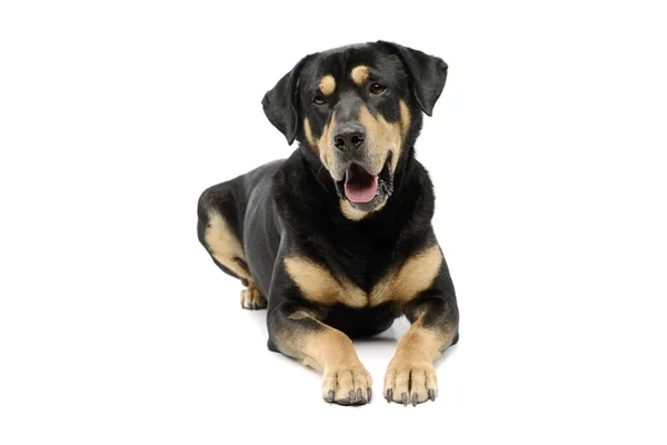 Studio Shot Adorable Mixed Breed Dog Lying Looking Camera Hanging — Foto Stock