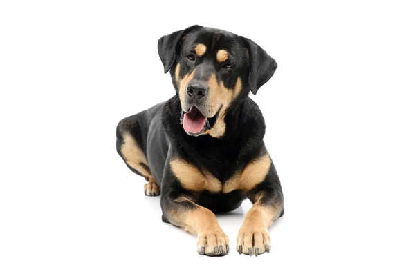 Studio Shot Adorable Mixed Breed Dog Lying Looking Camera Hanging — Foto Stock