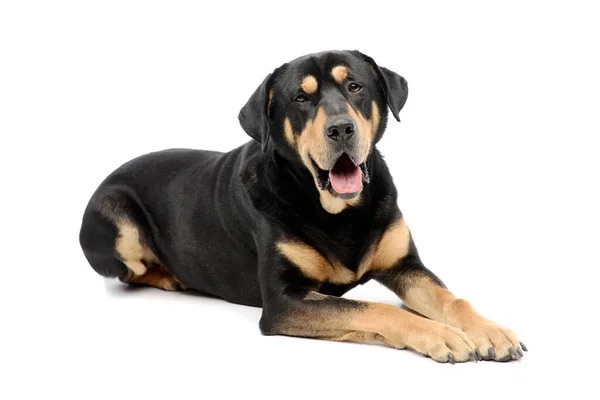 Studio Shot Adorable Mixed Breed Dog Lying Looking Camera Hanging — Foto de Stock