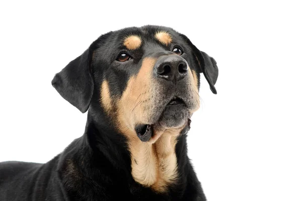 Portrait Adorable Mixed Breed Dog Looking Curious Eyes — Φωτογραφία Αρχείου