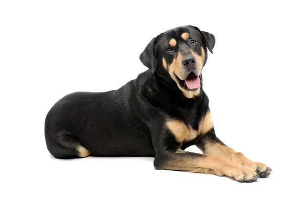 Studio Shot Adorable Mixed Breed Dog Lying Looking Camera Hanging — Stock Fotó