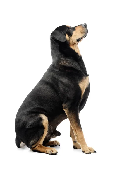 Студийный Снимок Очаровательной Собаки Смешанной Породы Сидящей Боку — стоковое фото