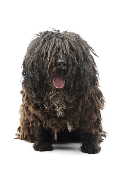 Studio Shot Friendly Puli Looking Camera Hanging Tongue — Stock Photo, Image