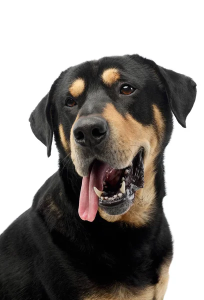 Portrait Adorable Mixed Breed Dog Seems Satisfied Hanging Tongue — Φωτογραφία Αρχείου