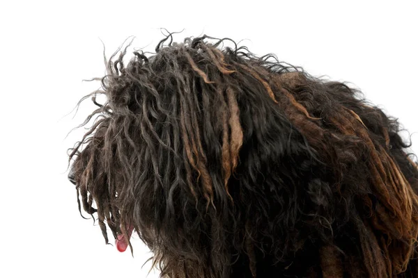 Portrait Friendly Puli Looking Curiously Hanging Tongue — Stock Photo, Image