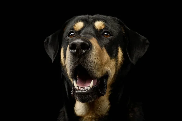 Porträtt Bedårande Blandras Hund Ser Nöjd — Stockfoto